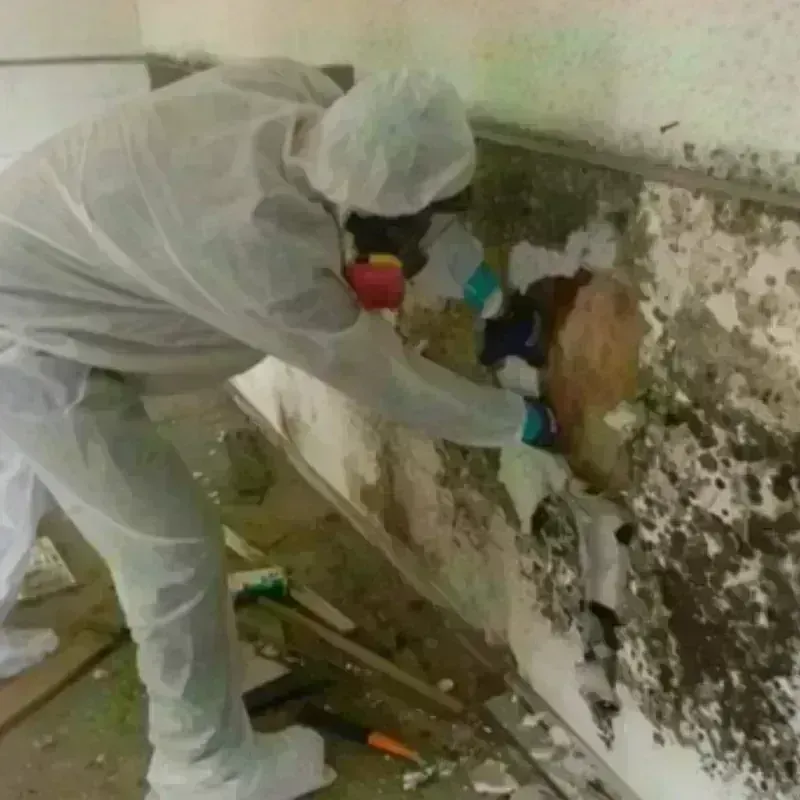 Mold Remediation and Removal in Natchez, MS